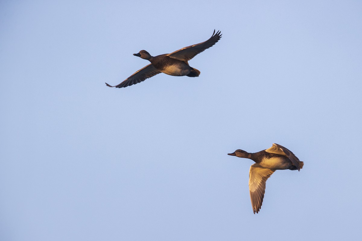 Gadwall - Michael Stubblefield