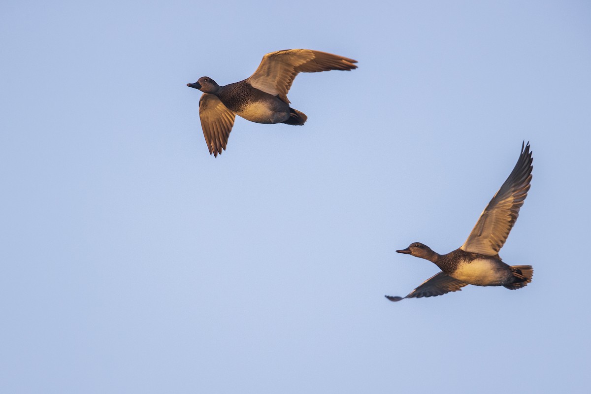 Gadwall - Michael Stubblefield