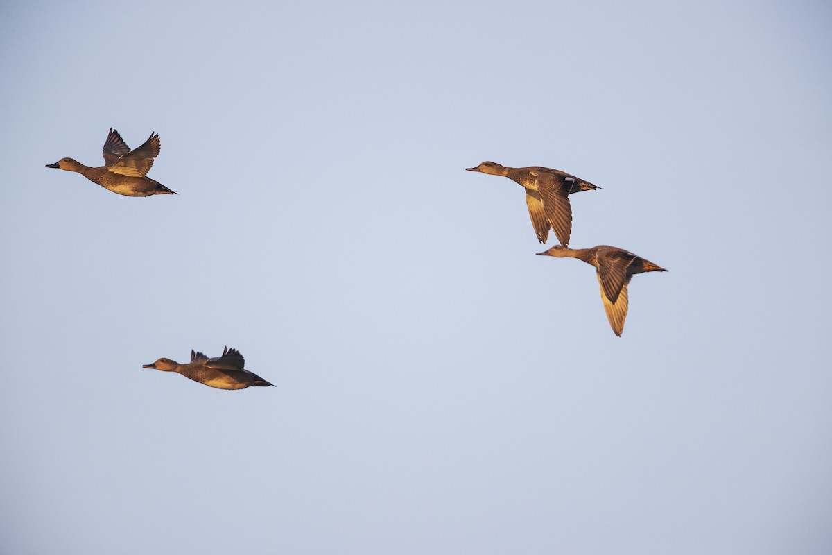 Gadwall - Michael Stubblefield