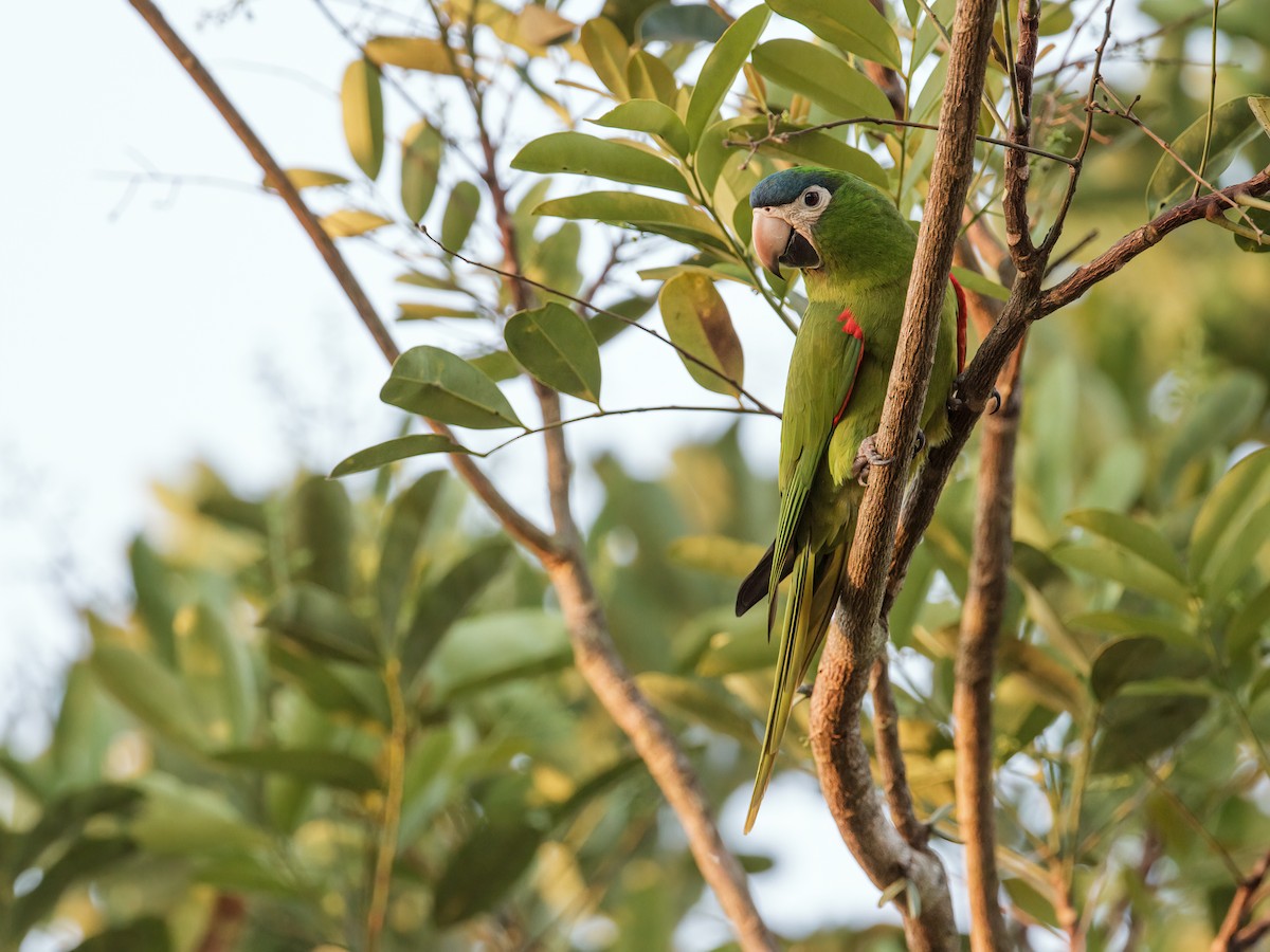 Red-shouldered Macaw (Southern) - ML281032941