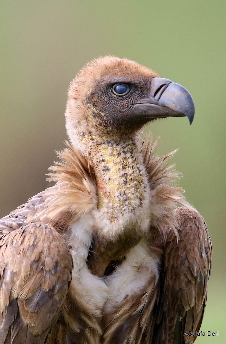 White-backed Vulture - ML281034981