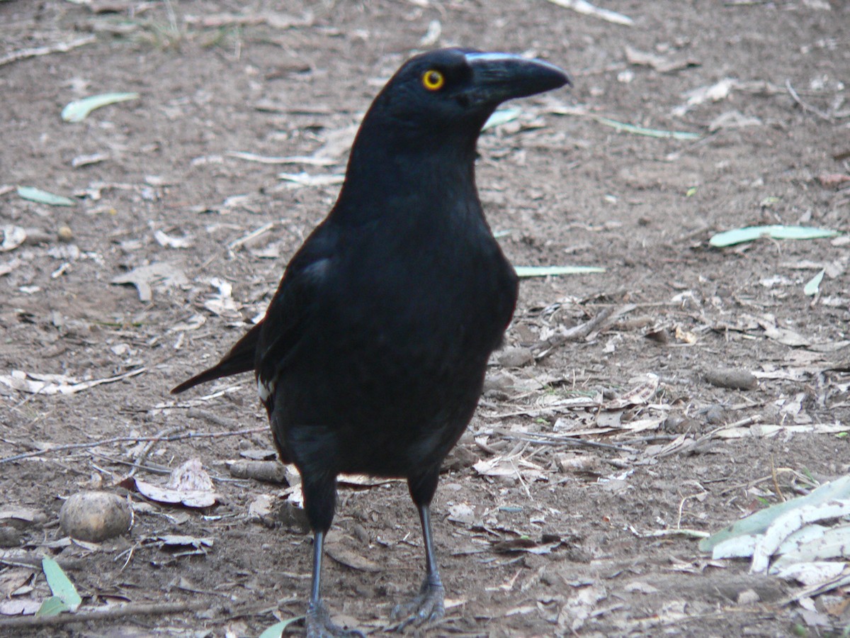 Pied Currawong - ML281035591