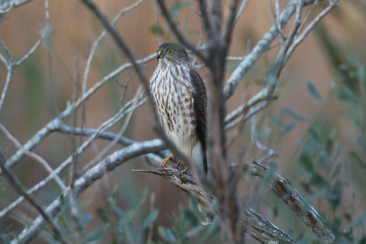 Sharp-shinned Hawk - Steve Myers