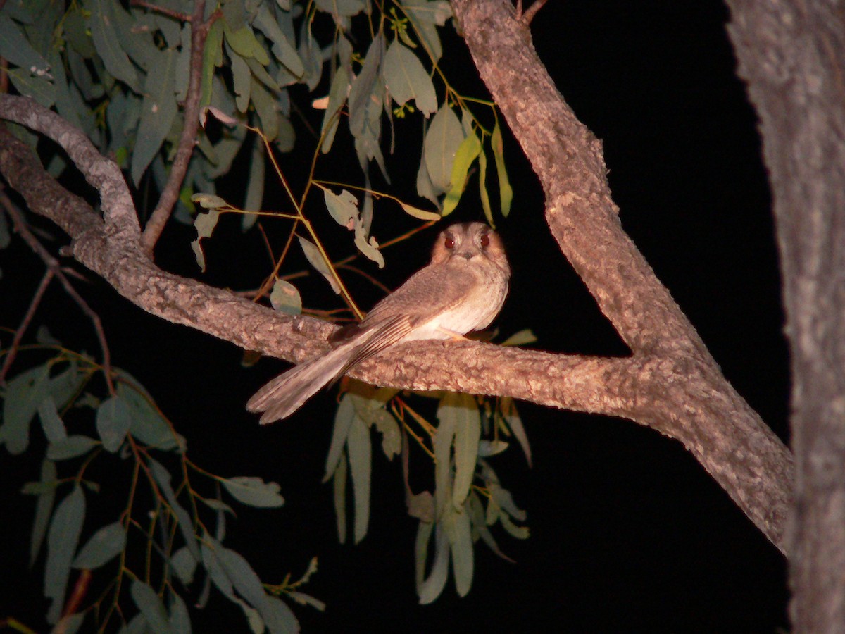 Australian Owlet-nightjar - Jonathan Barnaby