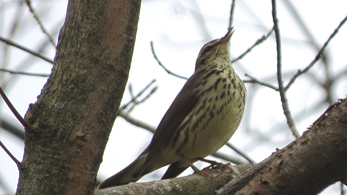 Northern Waterthrush - ML28103631