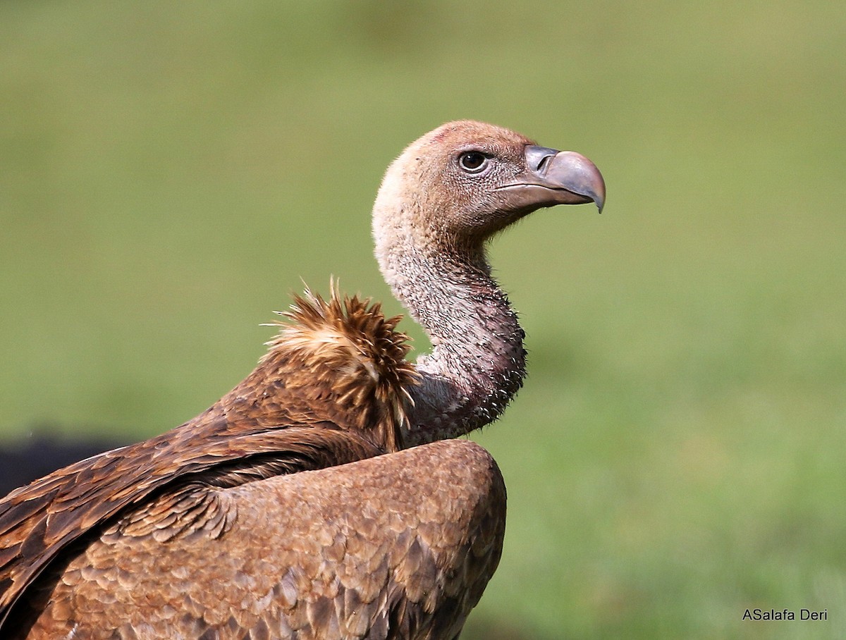 White-backed Vulture - ML281036881