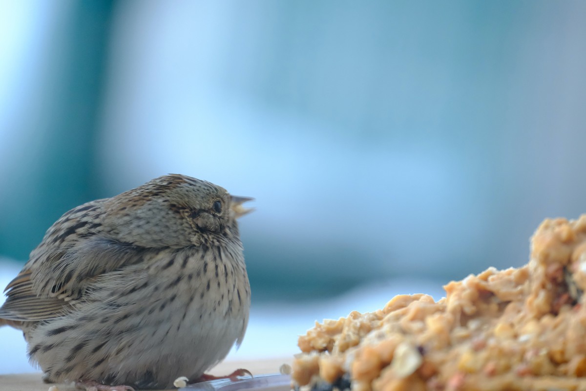 Lincoln's Sparrow - ML281037451