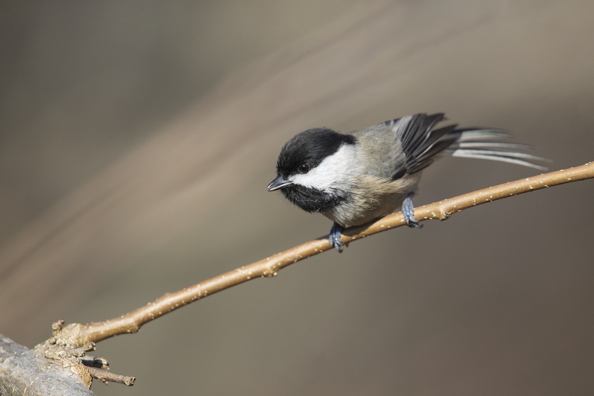 Carolina Chickadee - ML281038721