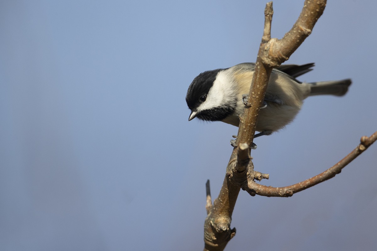 Carolina Chickadee - ML281038761