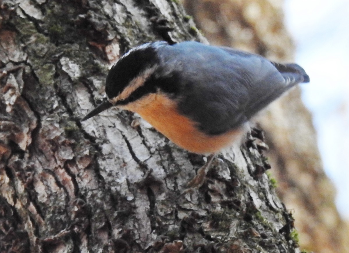Red-breasted Nuthatch - ML281039451