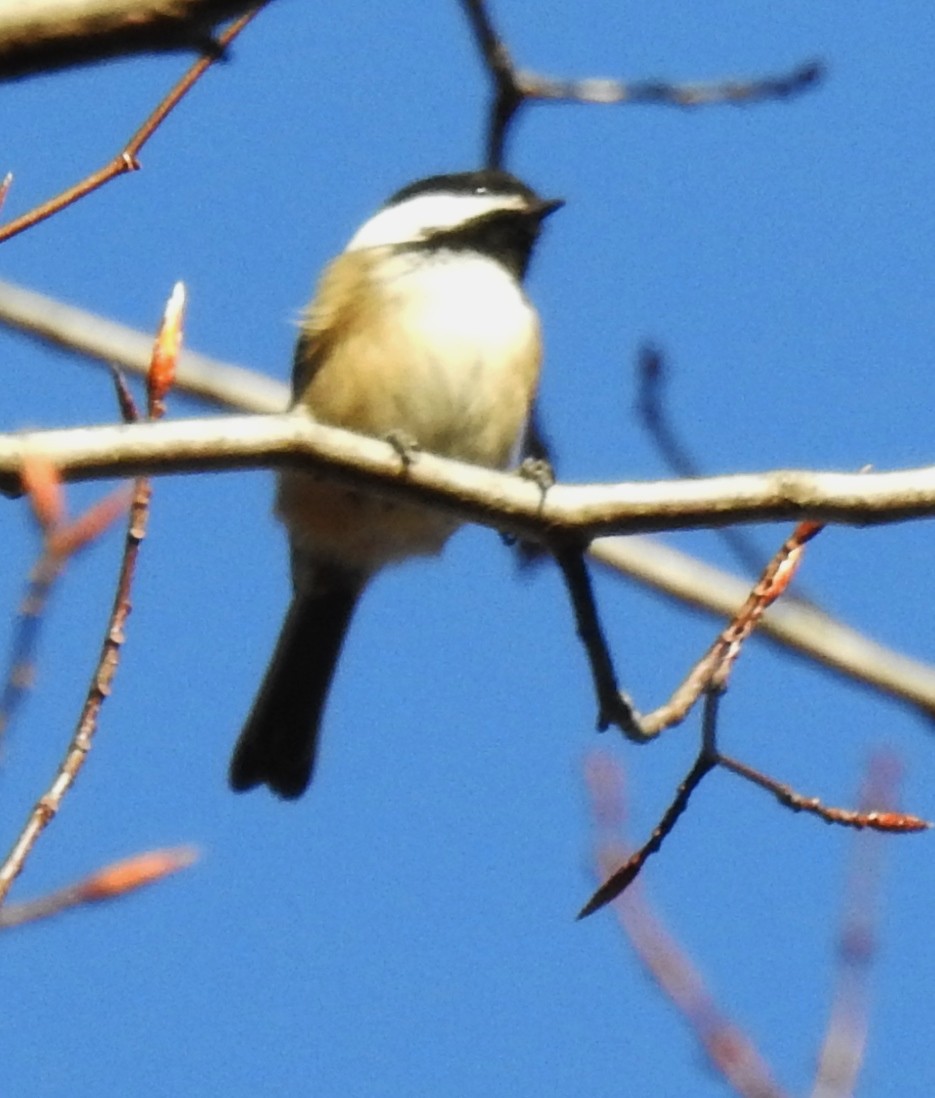 Black-capped Chickadee - ML281039891