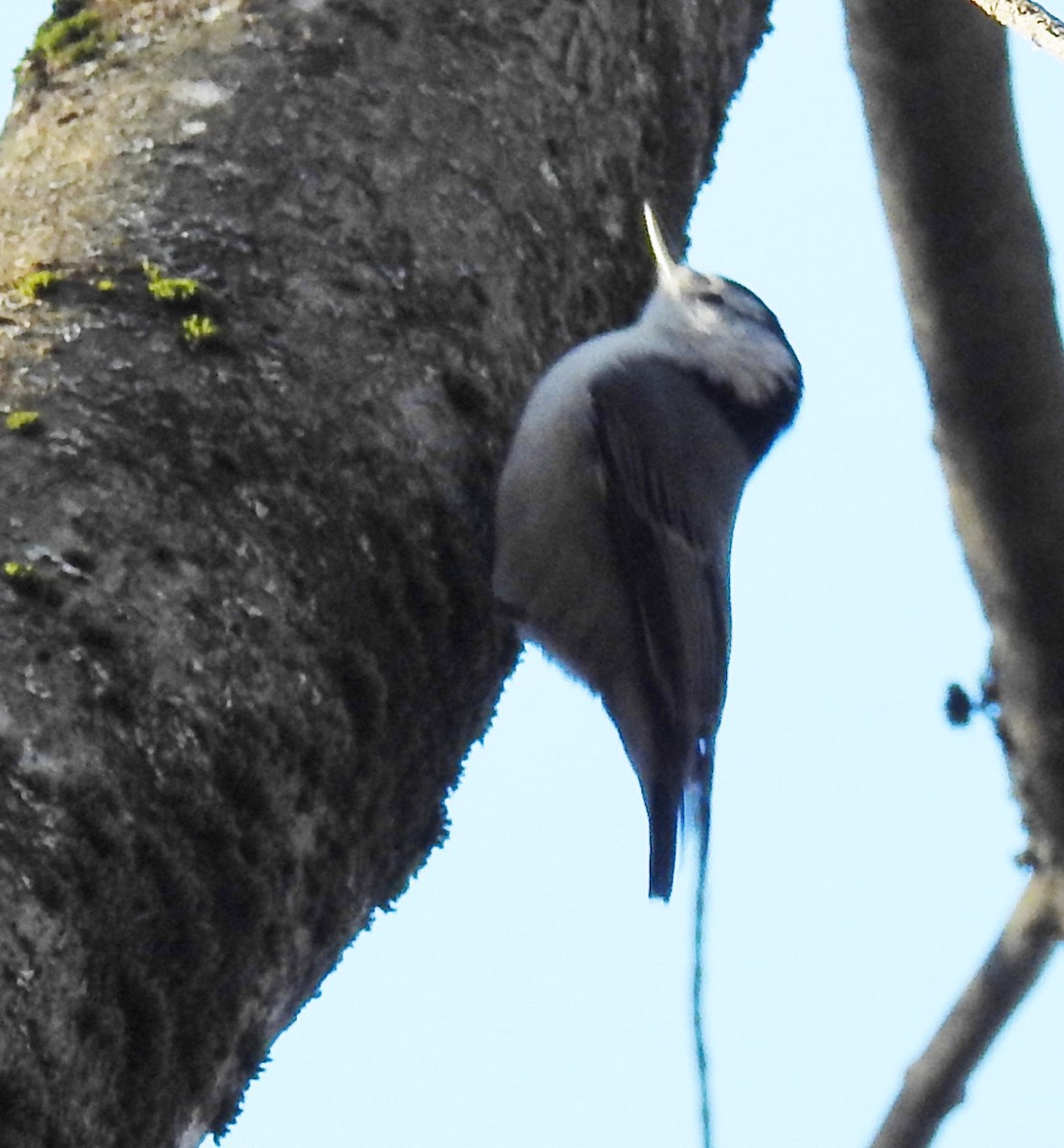 White-breasted Nuthatch - ML281040131