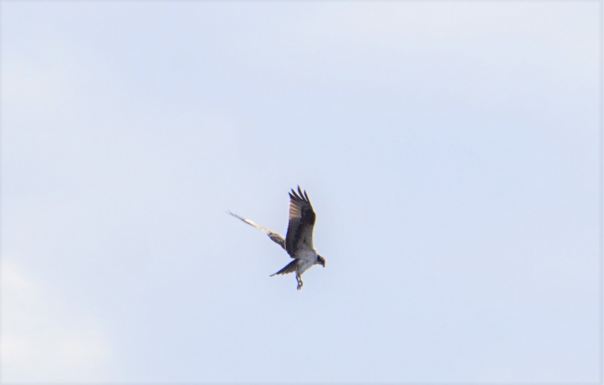 Águila Pescadora - ML281040171