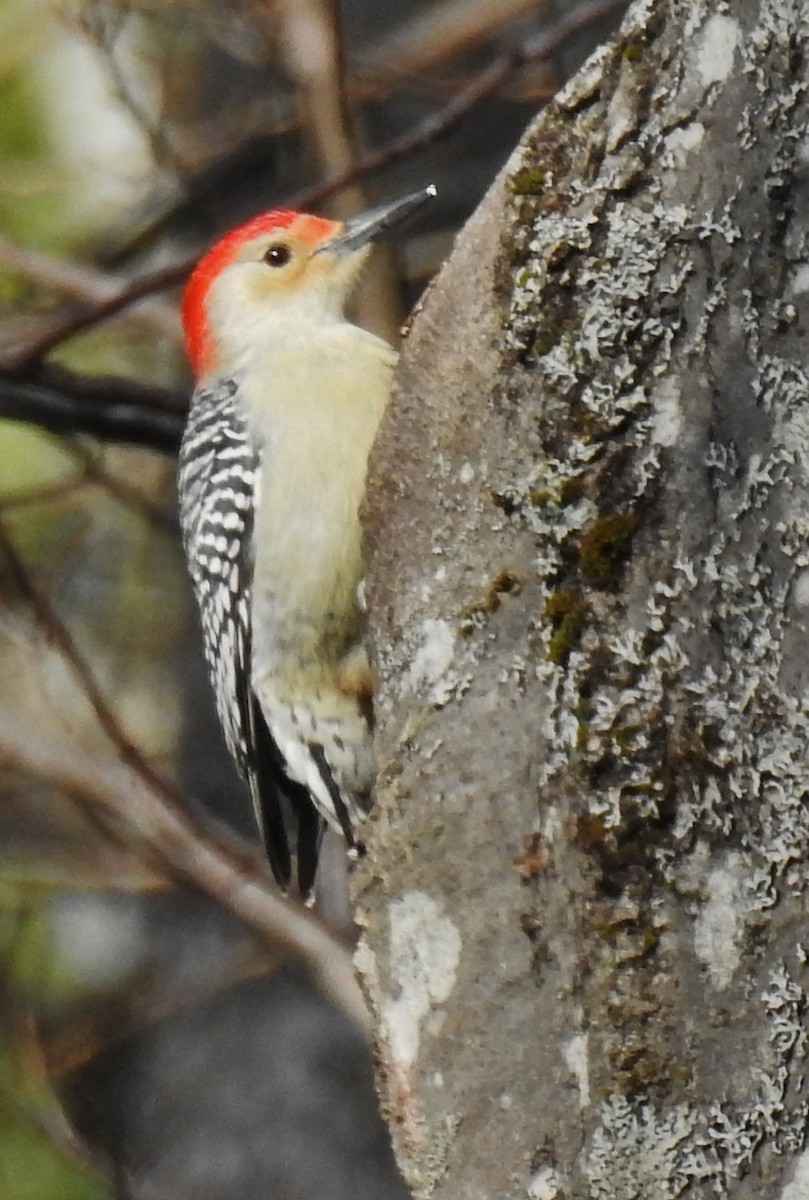Red-bellied Woodpecker - ML281040591