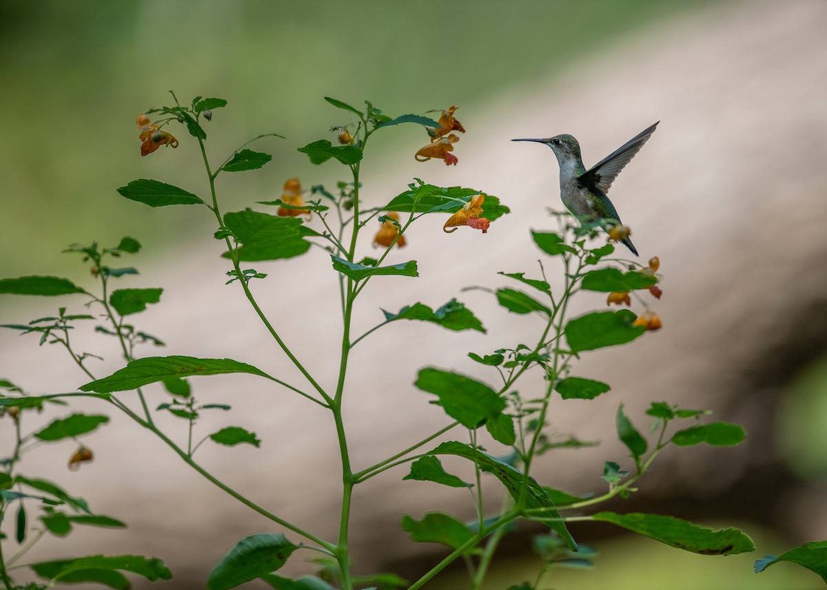 Ruby-throated Hummingbird - Sheila and Ed Bremer