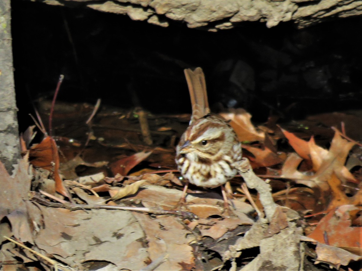 Song Sparrow - ML281040661