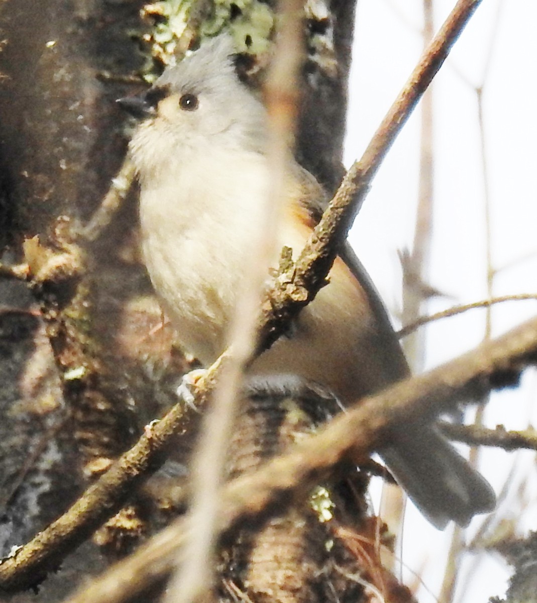 Tufted Titmouse - ML281040791