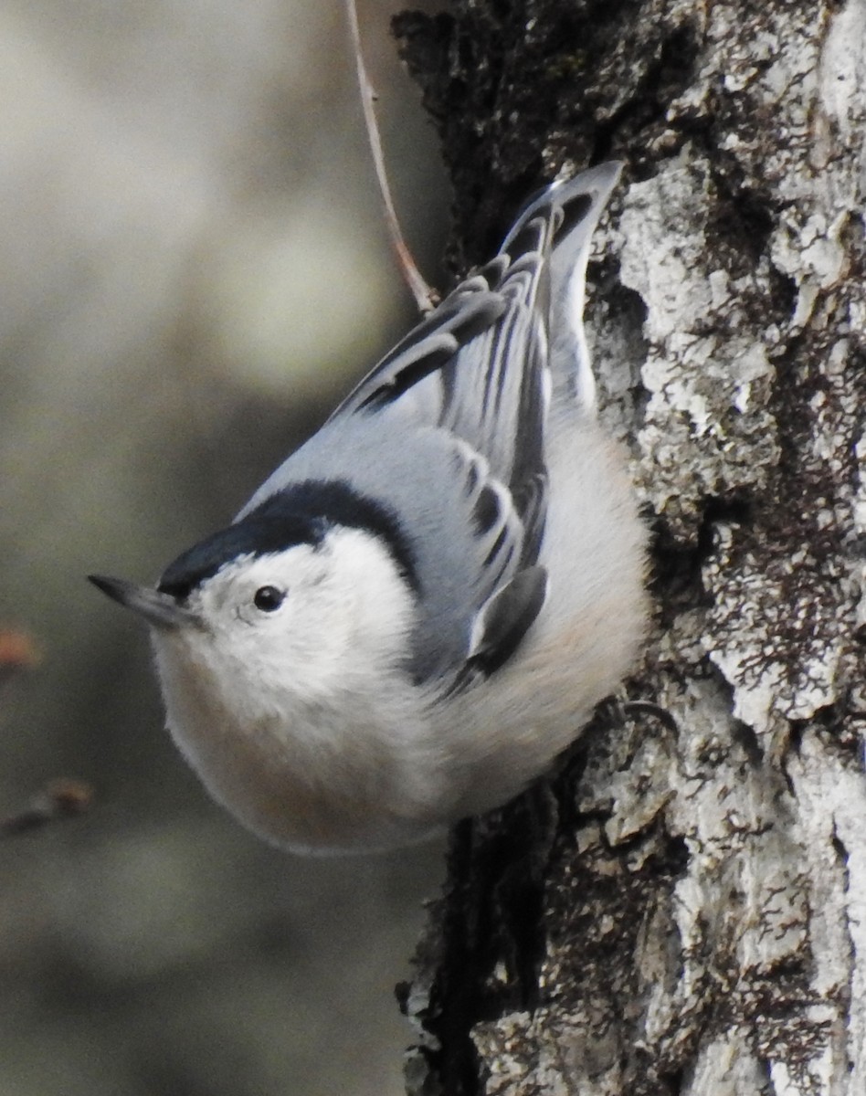 White-breasted Nuthatch - ML281040931