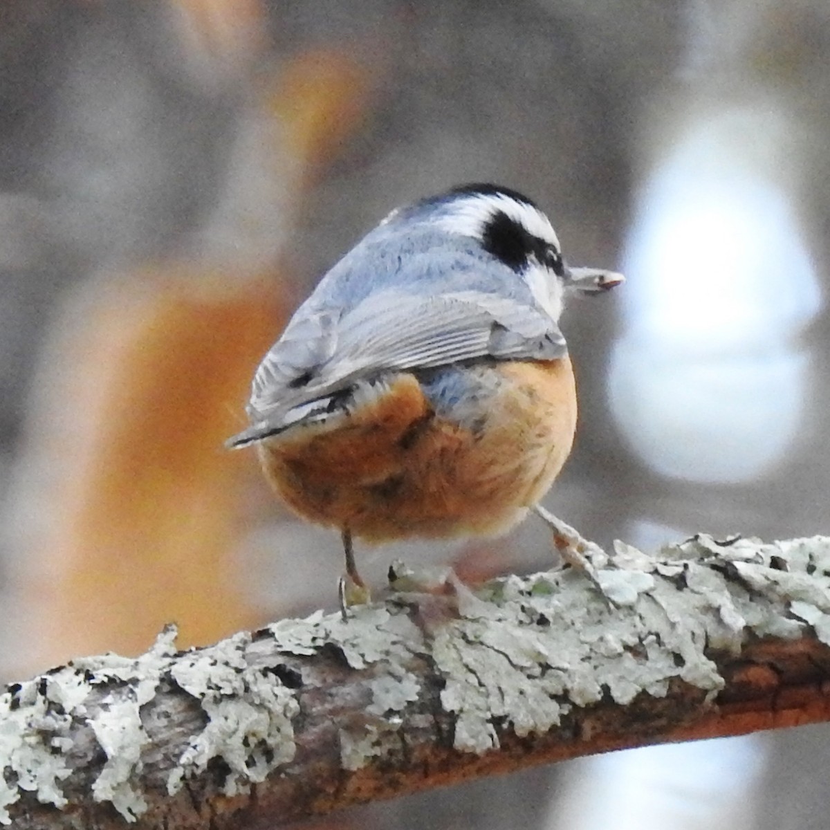 Red-breasted Nuthatch - ML281041041