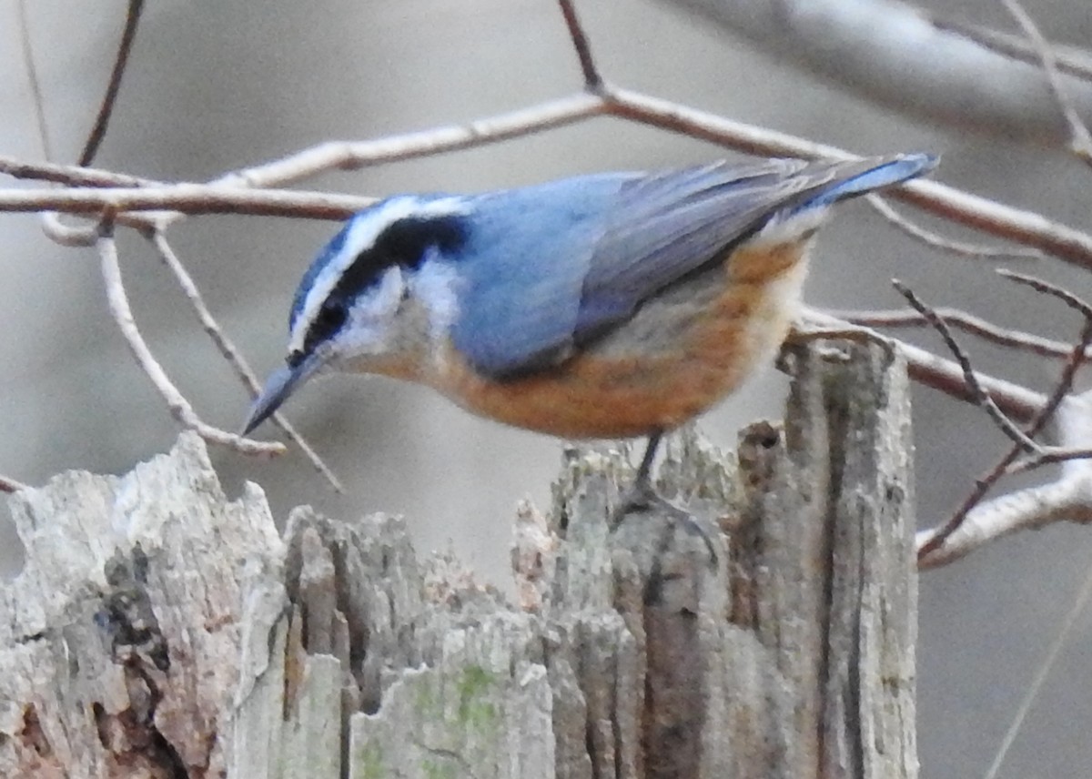 Red-breasted Nuthatch - ML281041091