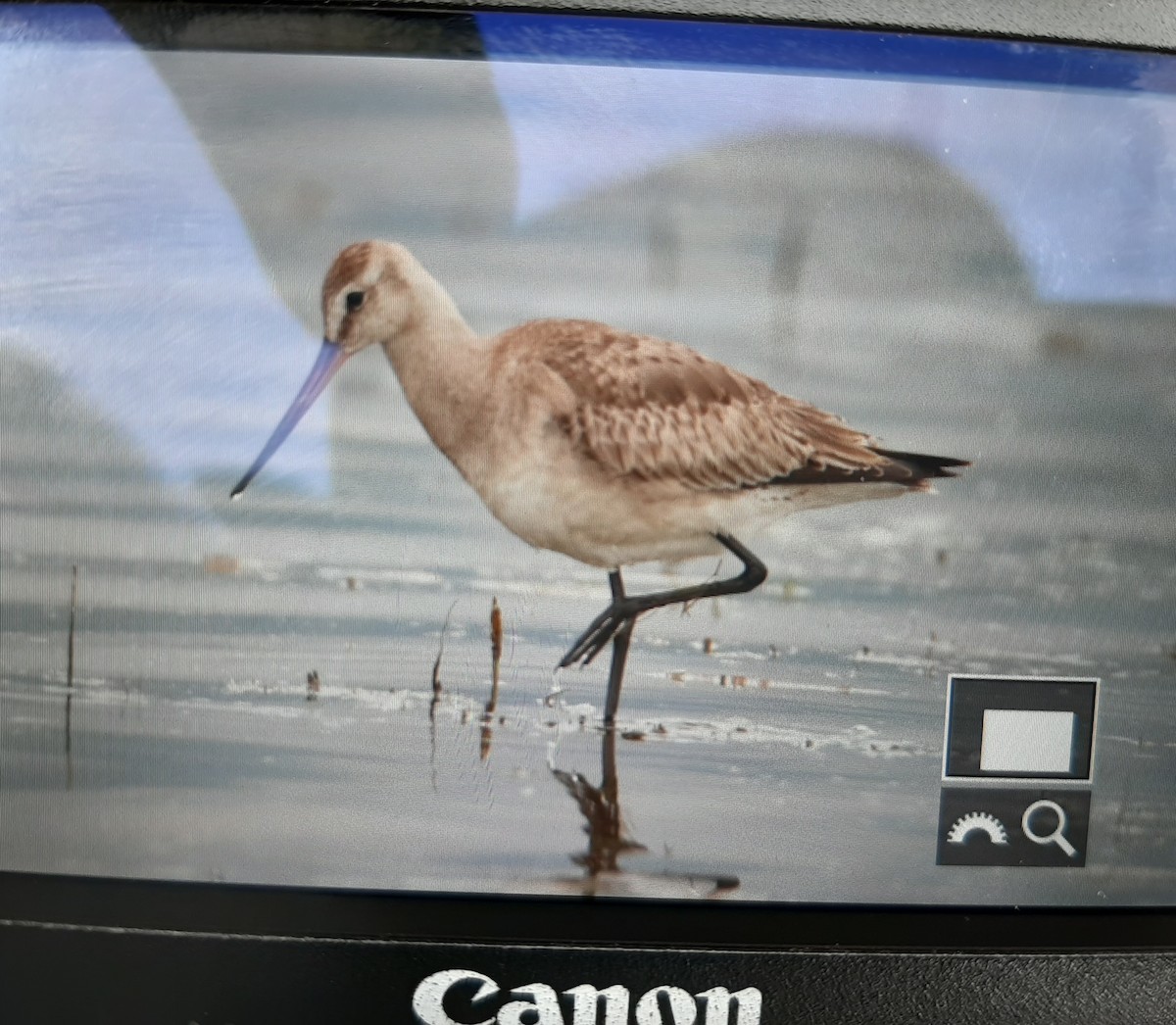 Hudsonian Godwit - ML281042051