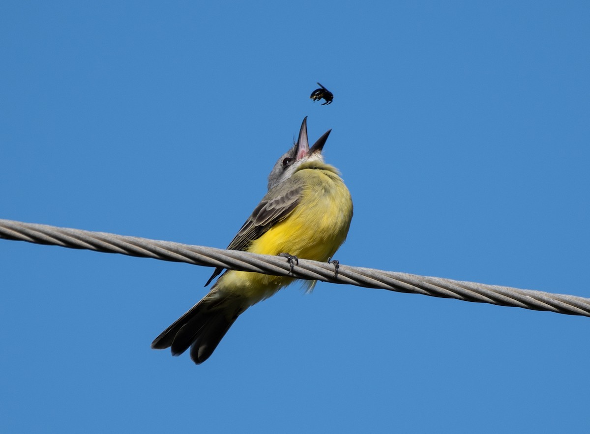 Tropical Kingbird - ML281042591