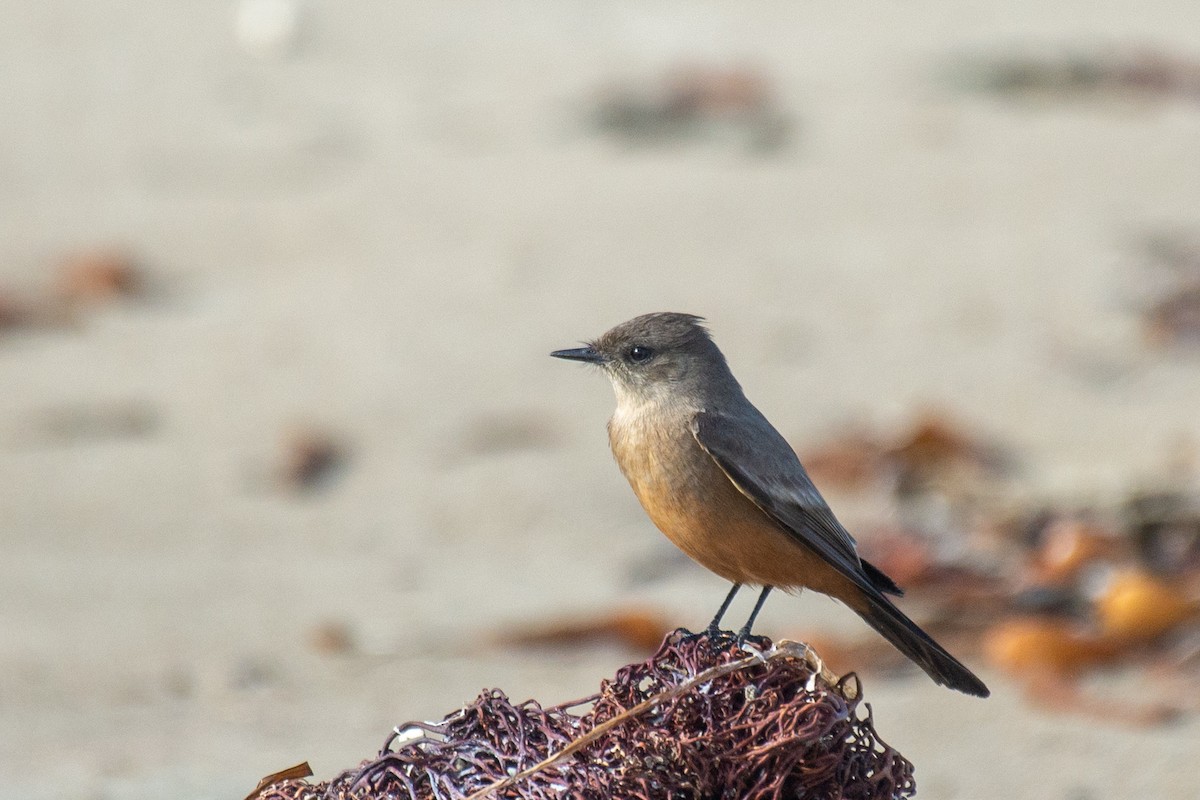 Say's Phoebe - Herb Elliott