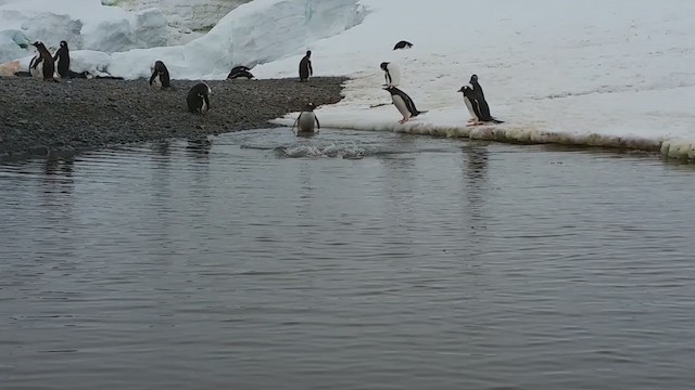 tučňák oslí - ML281047231