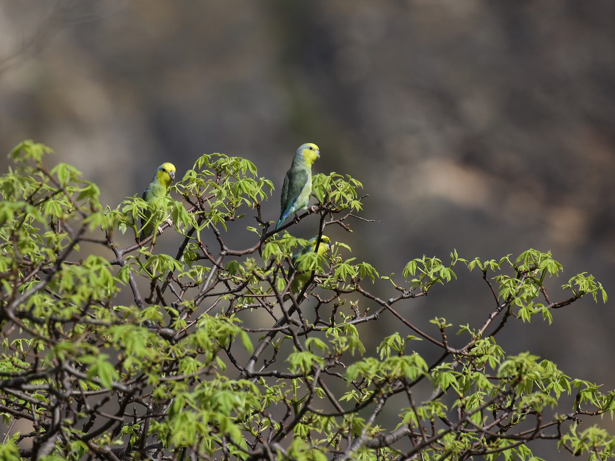 Yellow-faced Parrotlet - ML281048671