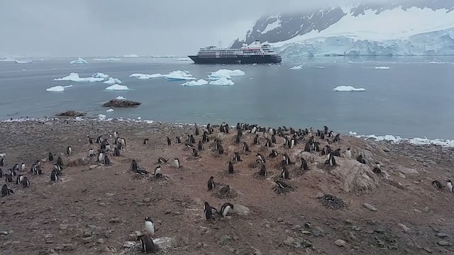 Gentoo Penguin - ML281048981