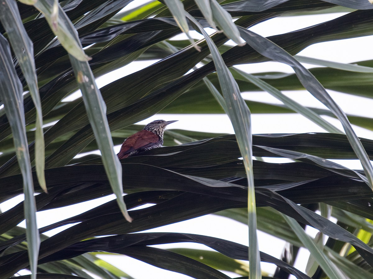 Point-tailed Palmcreeper - ML281049351