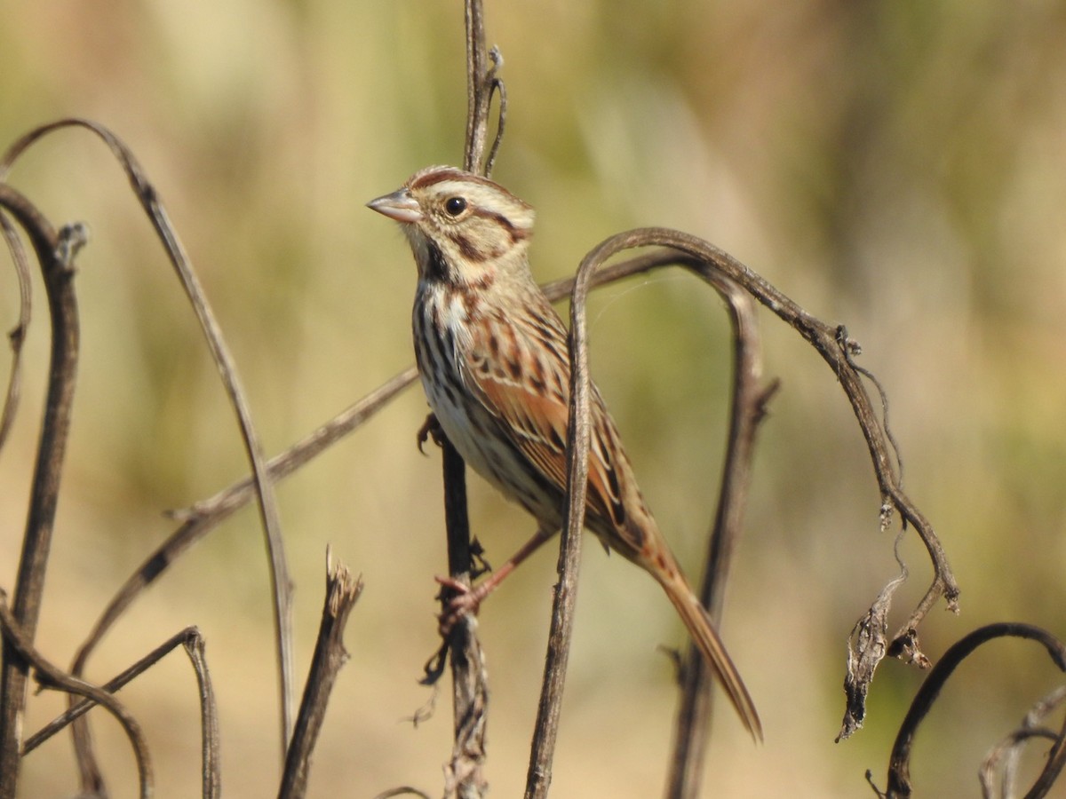 Song Sparrow - ML281050091