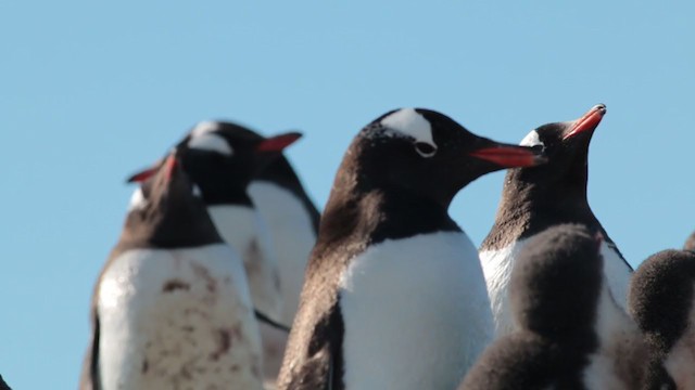 Gentoo Penguin - ML281050471