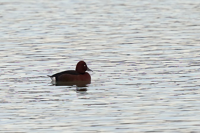 Ferruginous Duck - ML281050851