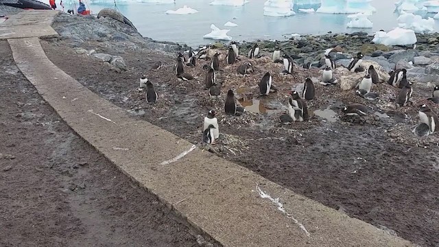 tučňák oslí - ML281051411