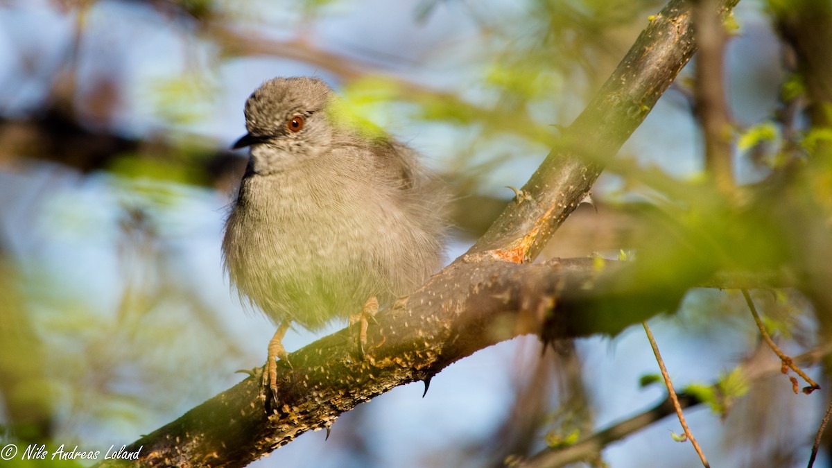 Gray Wren-Warbler - ML281052941