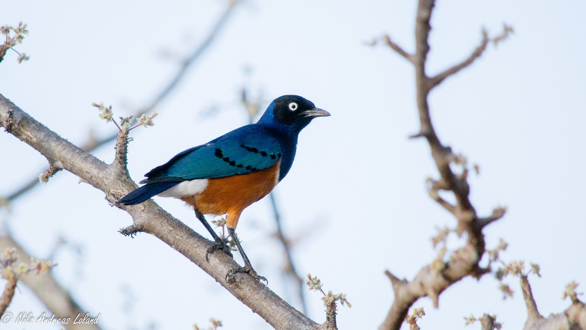 Superb Starling - ML281052991