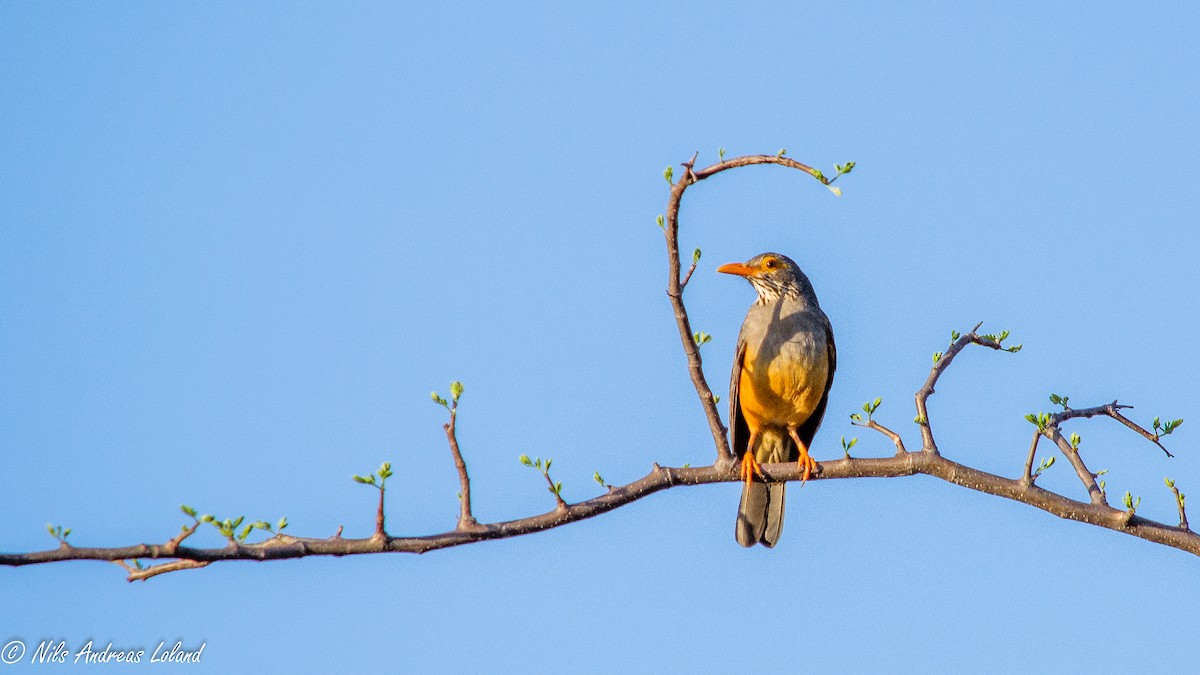 African Bare-eyed Thrush - ML281053041