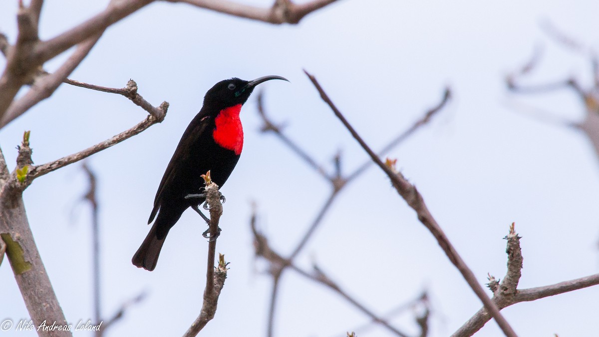 Hunter's Sunbird - Nils Andreas Loland