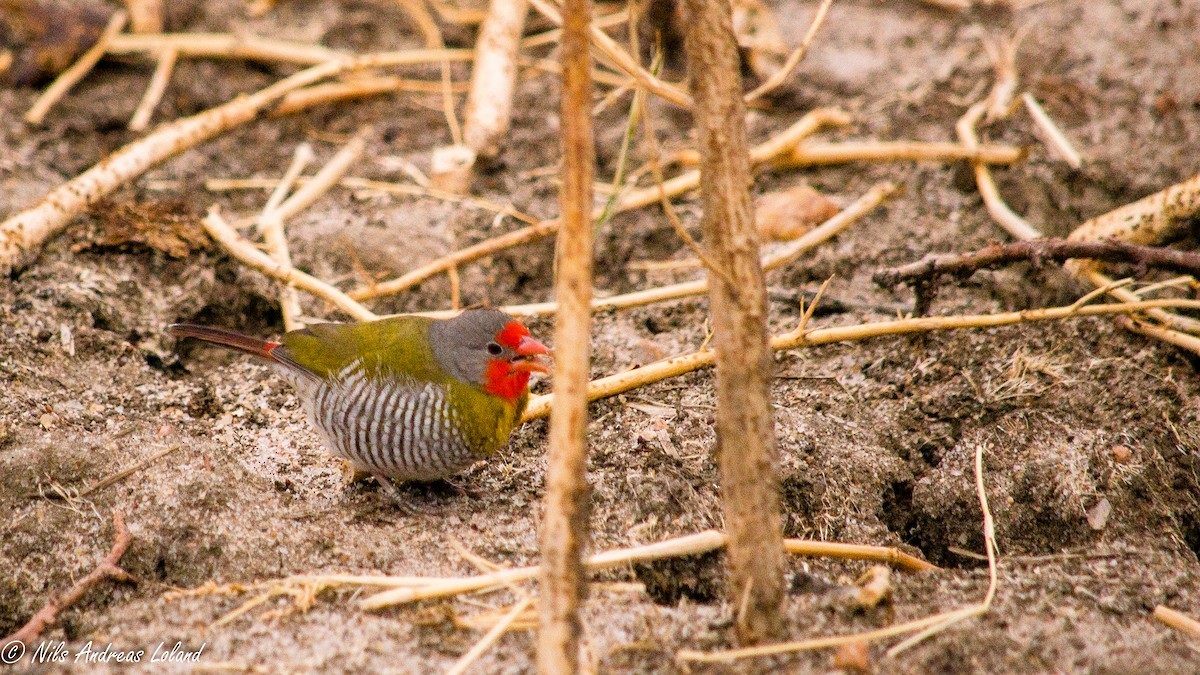 Green-winged Pytilia - Nils Andreas Loland