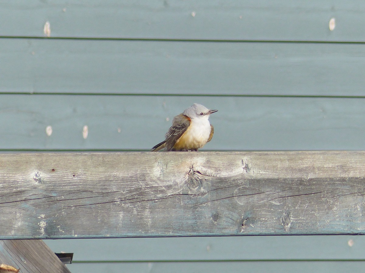 Scissor-tailed Flycatcher - ML281055191