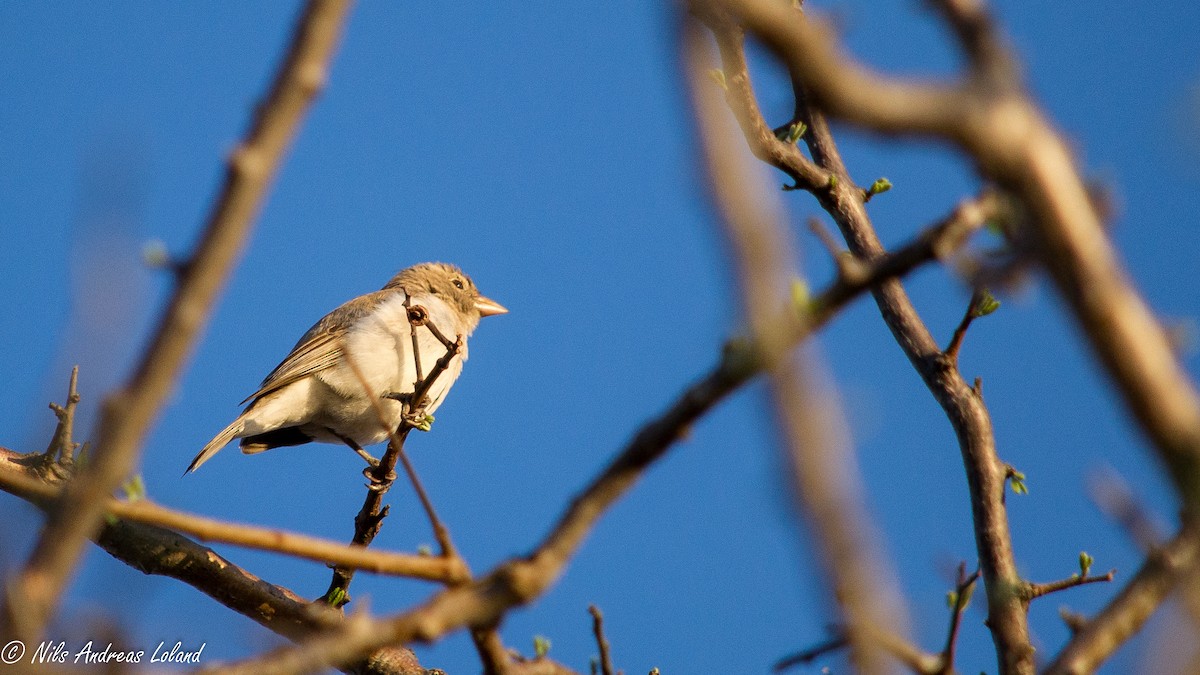 Yellow-spotted Bush Sparrow - ML281055471