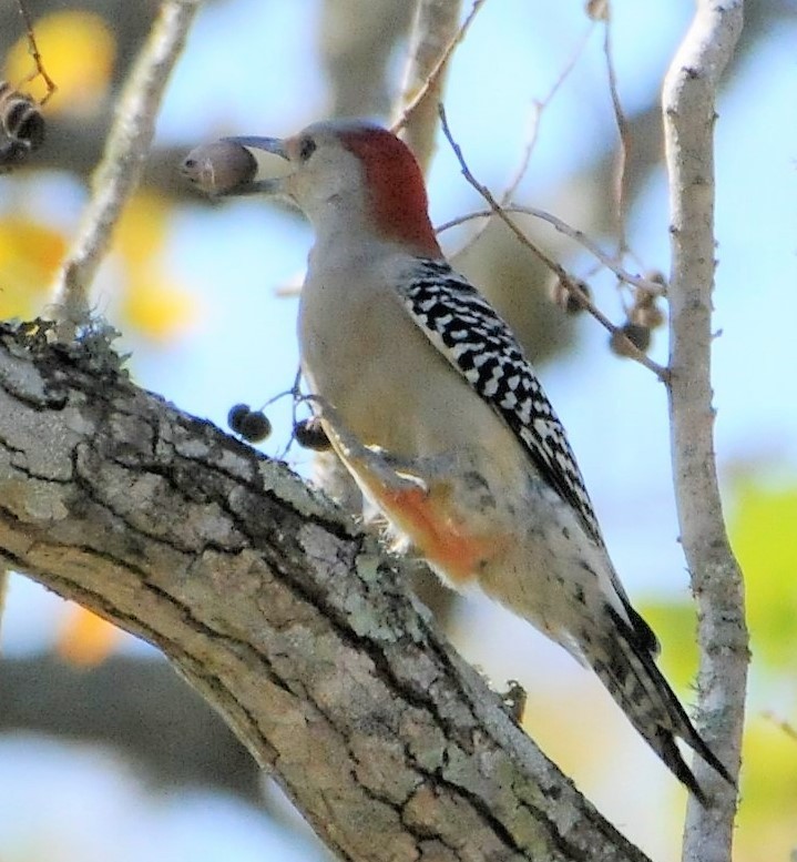 Red-bellied Woodpecker - ML281055741