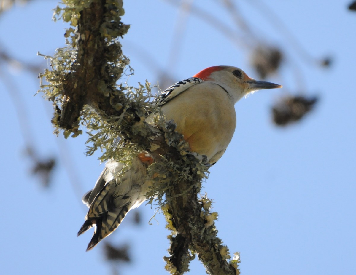 Red-bellied Woodpecker - ML281055751