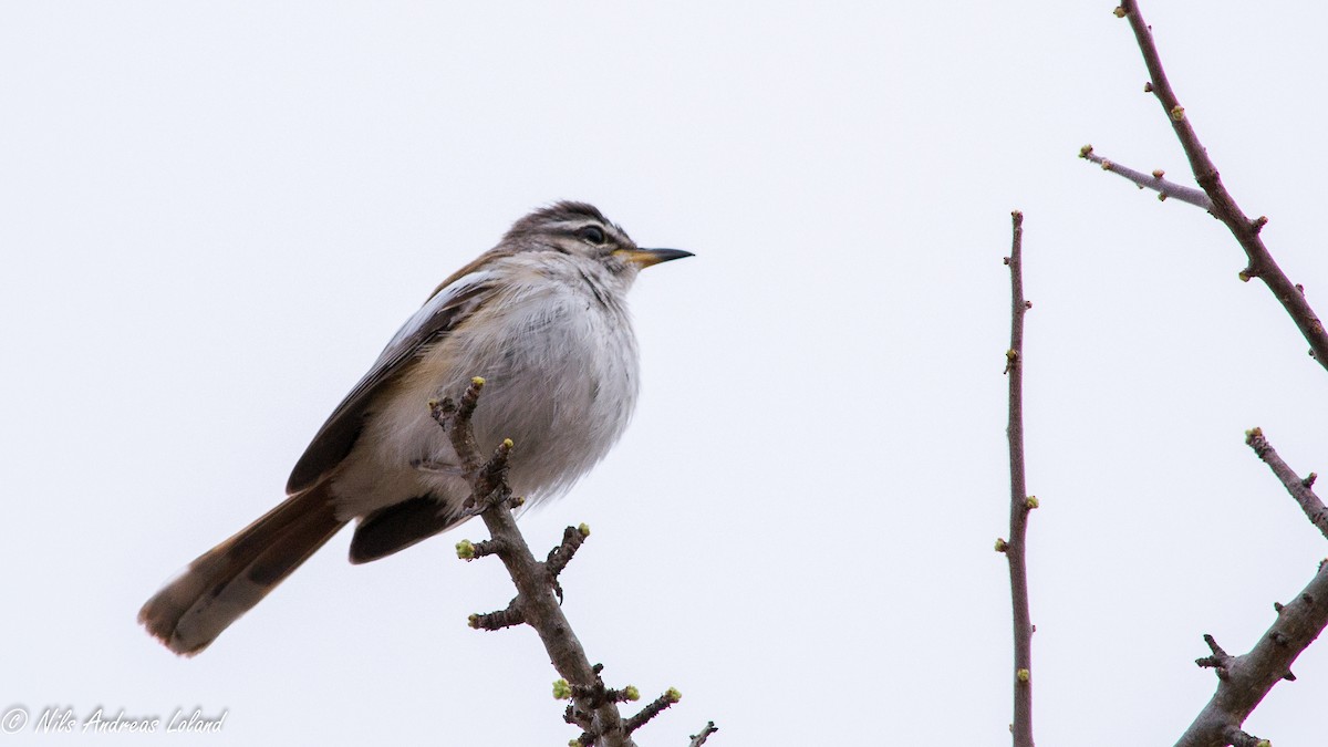 Red-backed Scrub-Robin - Nils Andreas Loland