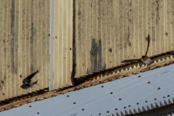 Cave Swallow - ML281056421