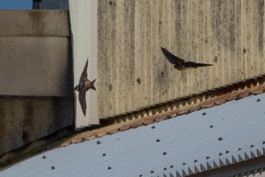 Cave Swallow - ML281056431