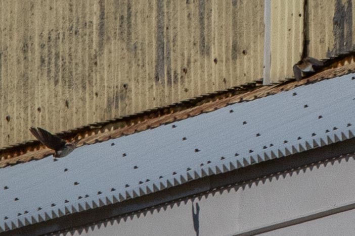 Cave Swallow - ML281056451