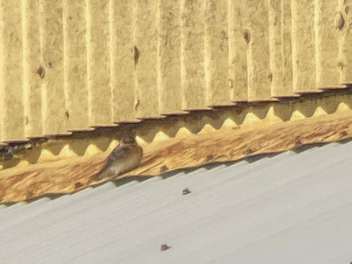 Cave Swallow - ML281056501