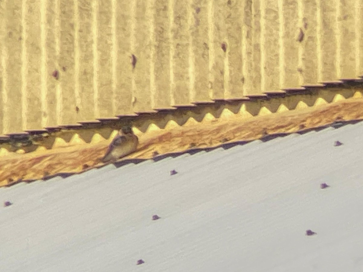 Cave Swallow - ML281056541